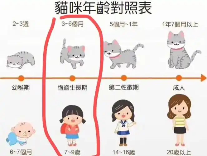 英短猫的变化,奶猫期～尴尬期(血统不一样长短也不一样)～成猫期(发育