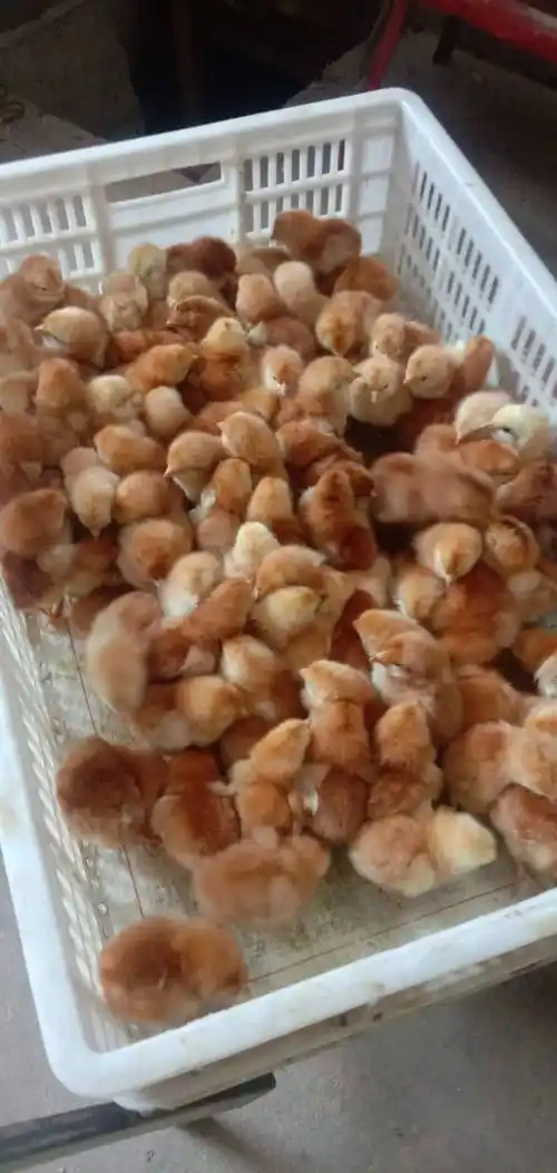 常年孵化红玉公鸡苗/九斤红鸡苗/380鸡苗