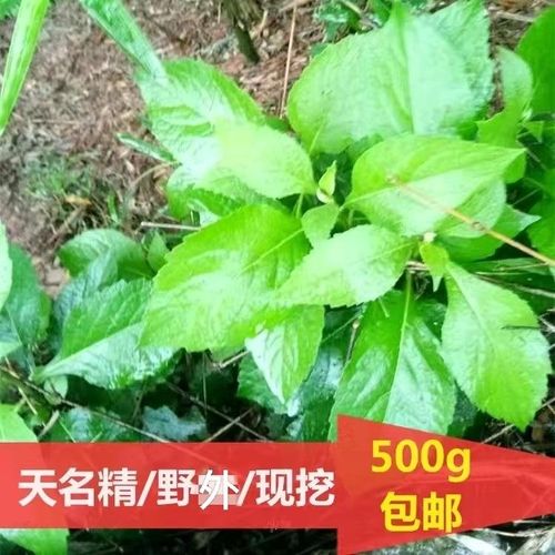 天名精新鲜中药材野外天蔓菁地菘玉门精麦句姜蚵草山野药材500g