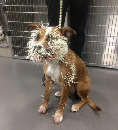 而刺的头部还带倒钩实际上这个刺长在豪猪身上是这样的