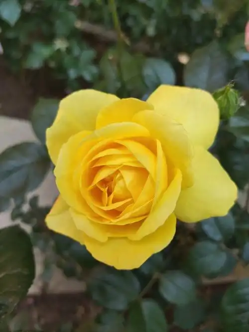 校园随手拍,真的好爱初夏的月季"光谱"这个名字很适合它#北京赏花