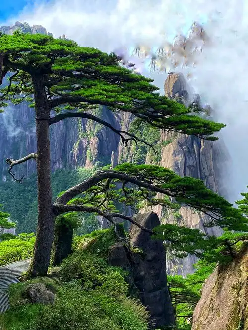 黄山迎客松(黄山迎客松多少年了)