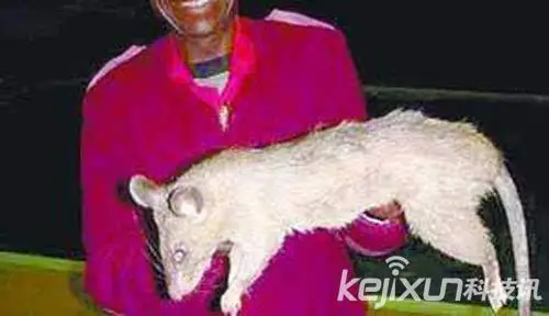 切尔诺贝利核辐射变异大老鼠体型巨大吞活人