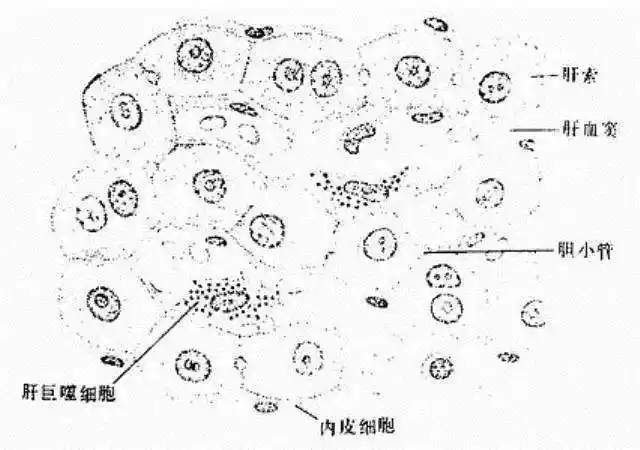 肝小叶(hepatic lobule)是肝的基本结构单位,呈多角棱柱体,长约2nm,宽