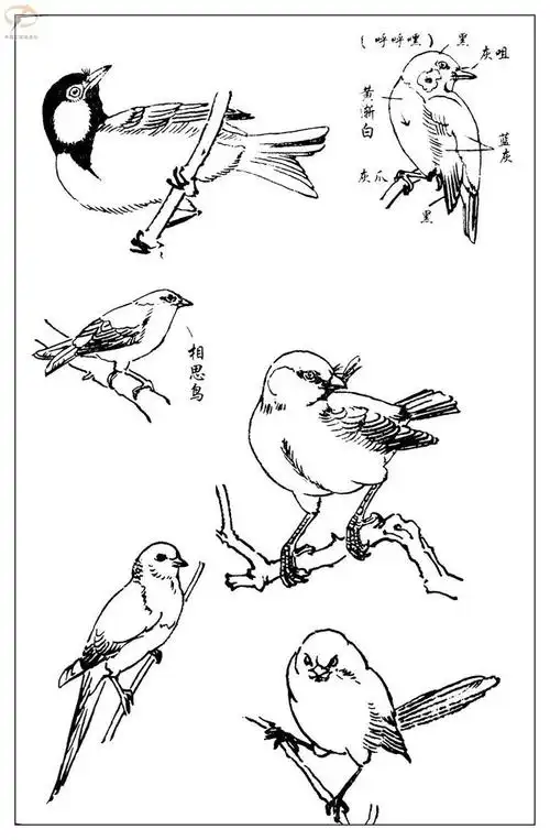 白描鸟类图片