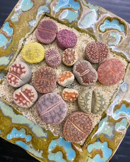 已出出单了11新组的彩色生石花拼盘