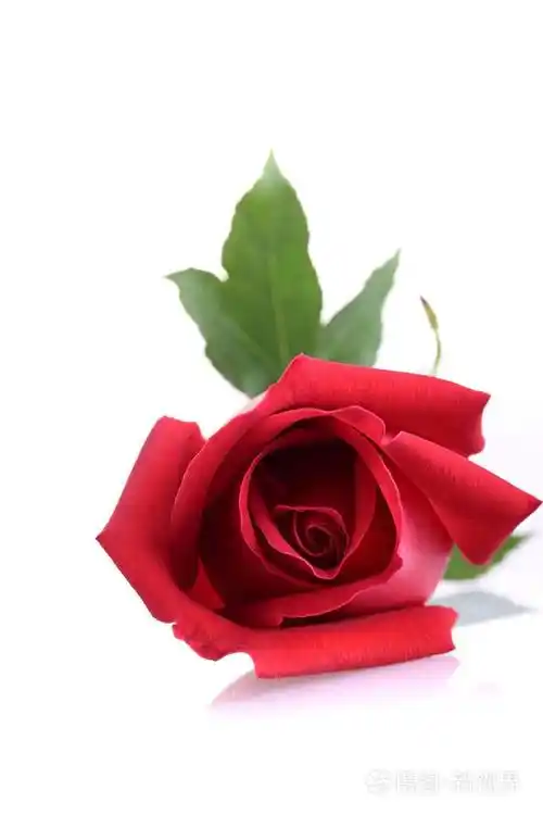白色背景上孤立的红玫瑰花