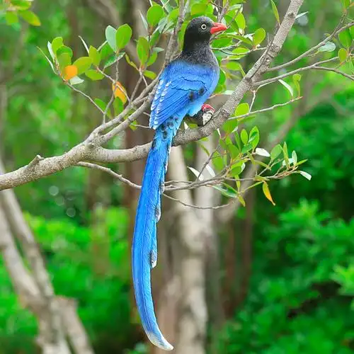 摆件彩色树上院子创意玻璃钢动物户外仿真院装装饰小鸟喜鹊小区鸟