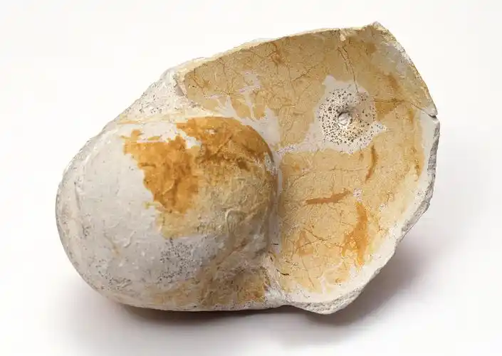 贝壳化石图片其他贝壳贝类