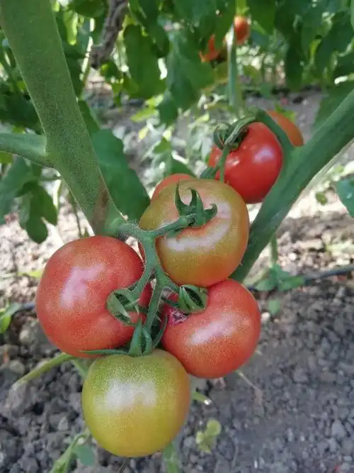 仅限北京六环内丽妃蜜水果番茄3斤装稀缺上市黄金酸甜比糖度高于8比