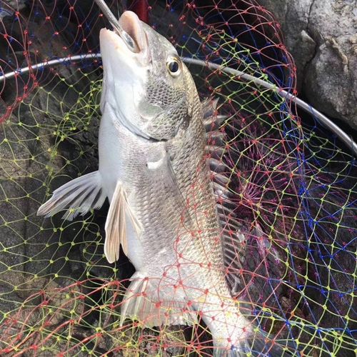 航海猫 东山岛手钓黑鲷鱼 新鲜海捕活冻黑翅鱼海鲜