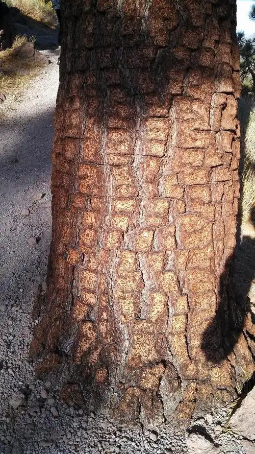 卡宾达树皮是一种生长在非洲安哥拉地区的茜草科植物,其树皮含有多种