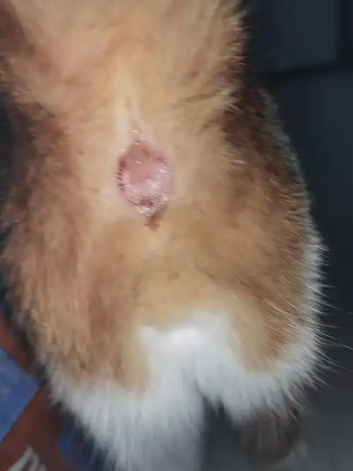 求助我的猫拉稀屁股眼流脓怎么办