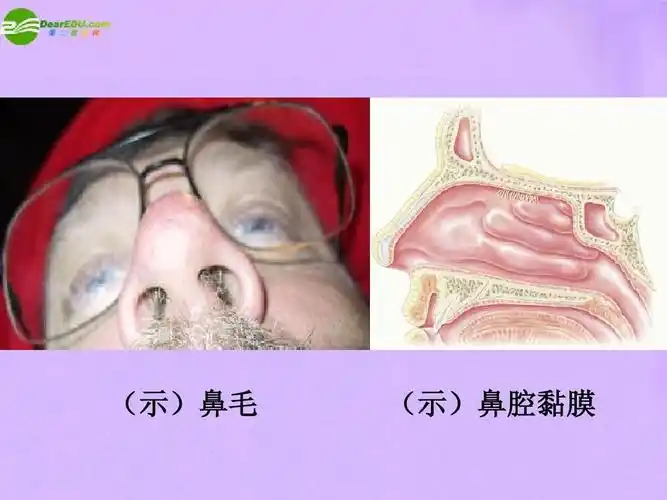 七年级生物下册 呼吸道对空气的处理课件 人教新课标版ppt