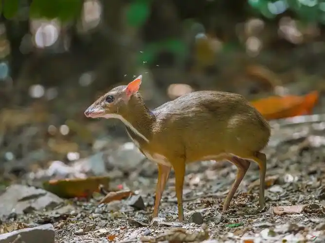 黄麂祝贺荣获首页精华