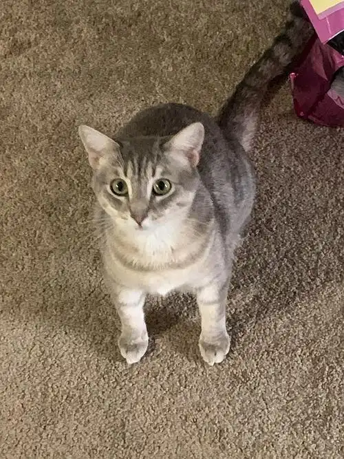 普通小猫咪又来啦!来看领养那天的她!