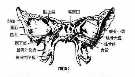 第三节颅骨及其连接