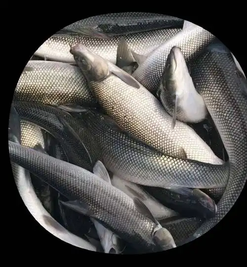 想养淡水银鳕鱼?必须掌握这些养殖条件!