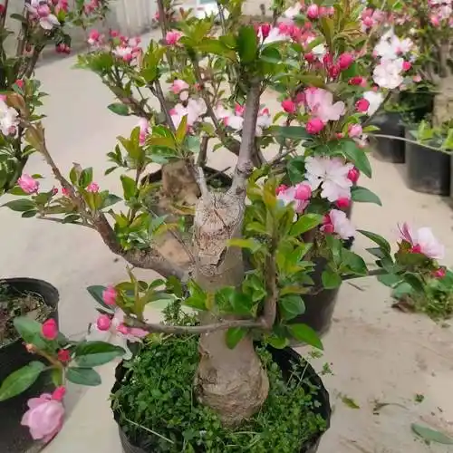 四季海棠树苗北京西府海棠盆景老桩垂丝海棠花日本长寿冠庭院地栽 彩