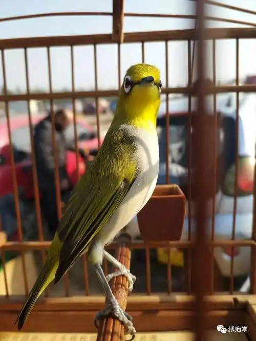 暗绿绣眼鸟选公母杂谈