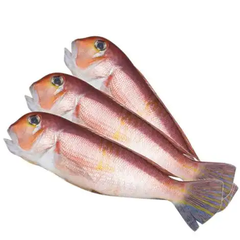 国通 超低温 海南钓口马头鱼2500g/箱 系列