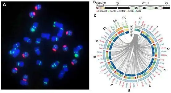pnas:玉米b染色体基因组图谱和功能研究获进展