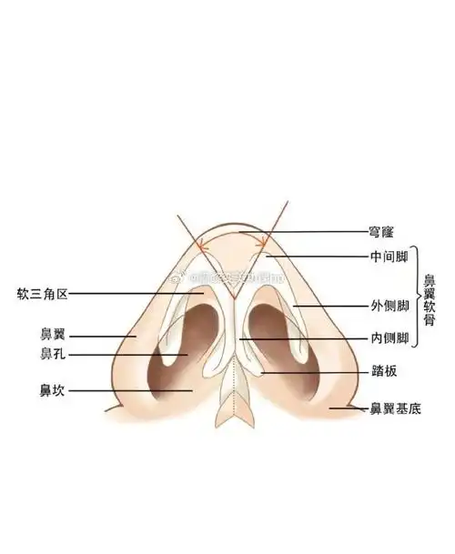 一个鼻子有四个鼻尖表现点,鼻尖上小叶顶点一个,鼻尖下小叶顶点,一个