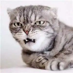 抖音社会猫头像有哪些抖音社会猫高清头像分享