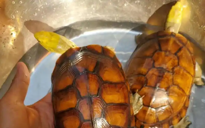 黄喉小青龟的韵味