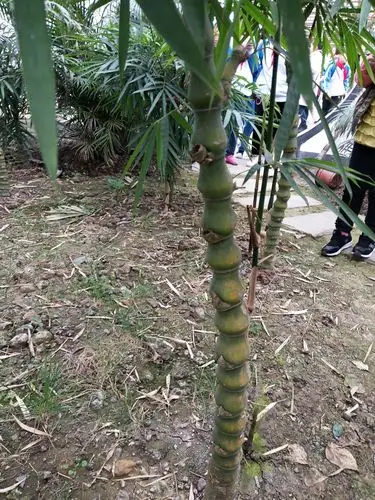 一节一节鼓鼓的,像大肚子吧