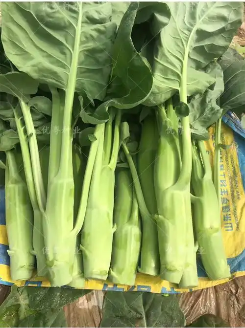 四季粗条甜脆芥兰菜种籽广东芥蓝种子苔粗尖叶介兰菜籽种蔬菜种孑 四