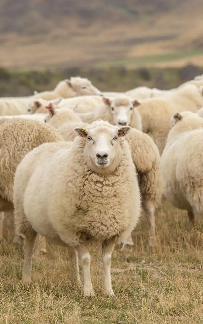 羊的体型中等,通常有四条腿,身披柔软的毛发,角细长且呈螺旋状.