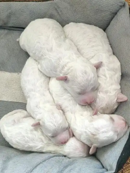 自家生比熊幼犬领养啦