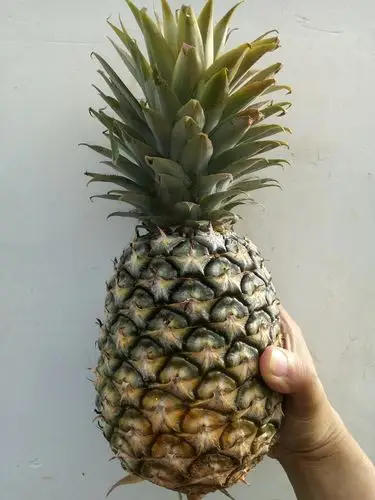 西双版纳手撕金钻凤梨8斤新鲜包邮