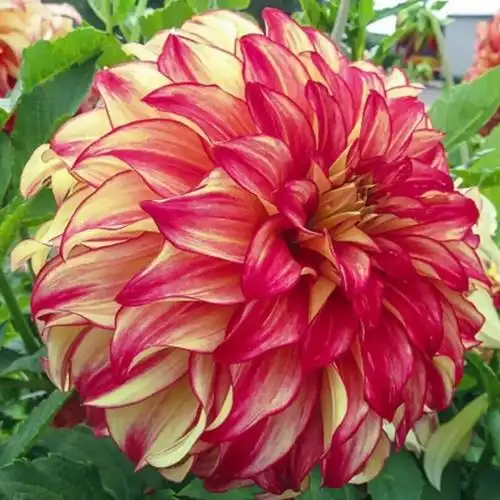 大丽花品种图鉴