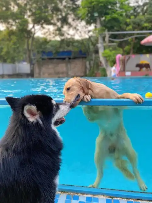 金毛和阿拉斯加的爱情会有结果吗