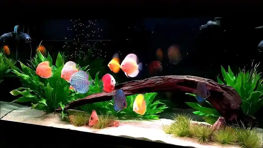 这么大的鱼缸就养几条七彩神仙鱼,太壮观了,羡慕这样的配置!