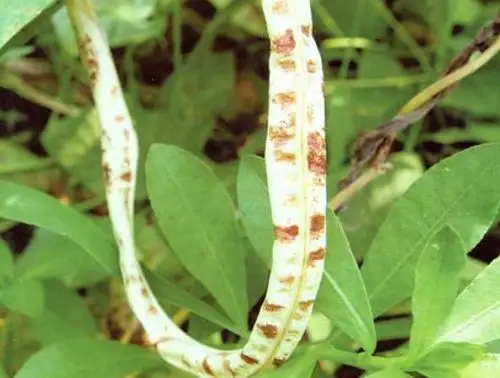 周一秒杀325苯甲嘧菌酯悬浮剂