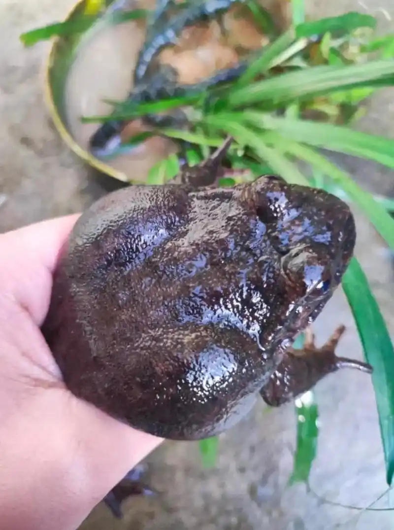 石蛙吗[赞][赞][赞]