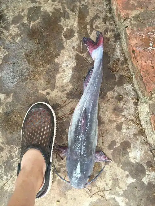 而且这鱼的颜色,整体呈现青灰色,尾鳍和胸鳍,接近暗红色,不想是一般黄