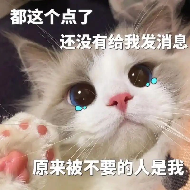 都这个点了还没有给我发消息,原来被不要的人是我#猫咪表情包  - 抖音