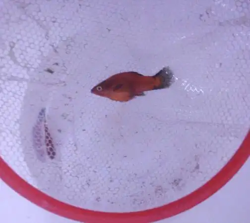 麻烦帮我看看我家的黑尾月光鱼是不是怀孕了?