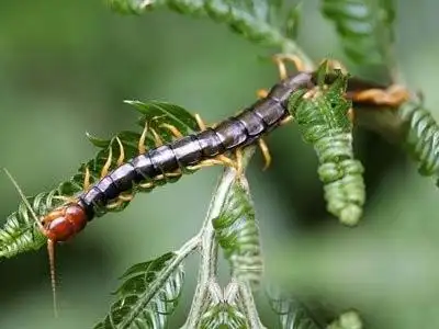 中药大全 蜈蚣草根   【出处】《云南中草药》   【拼音名】wú