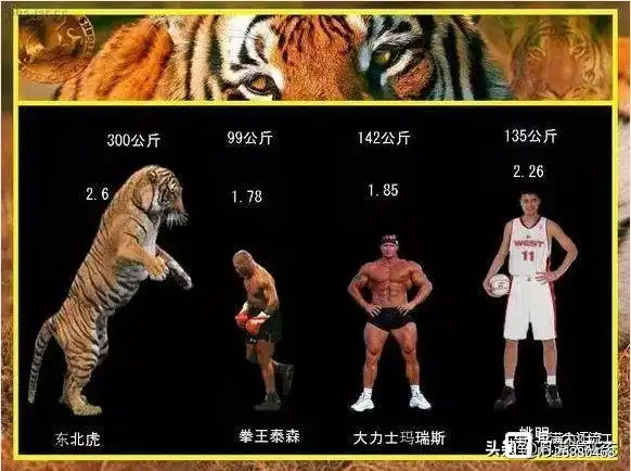 有人甚至认为,巅峰时期的泰森可以击败老虎,甚至能一拳ko.