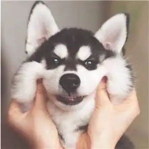 哈士奇头像图片高清可爱的搞笑哈士奇头像图片