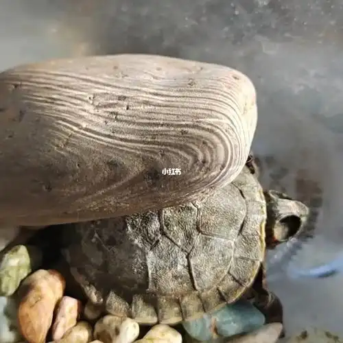 请大家看下我的乌龟是冬眠还是死了啊