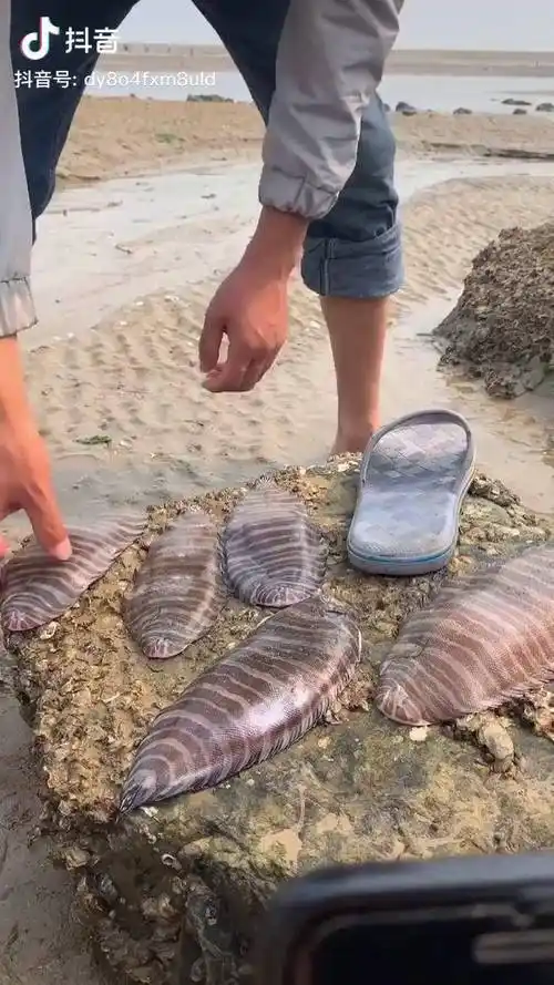 此鱼在我们这边叫鞋垫子鱼你们有没有见过的抖音陪你环游世界