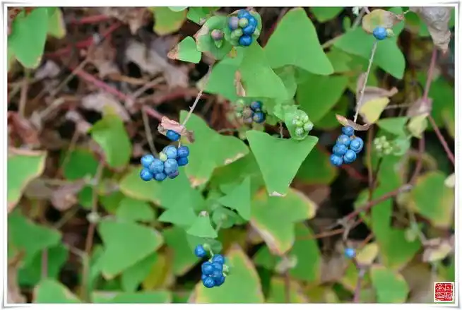 中草药杠板归治疗带状疱疹即蛇缠腰特效