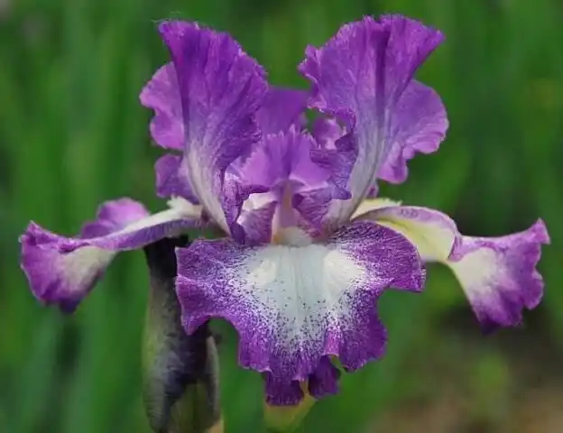 植物篇:开花的种类(香根鸢尾(鸢尾科,鸢尾属植物)) - 求真百科