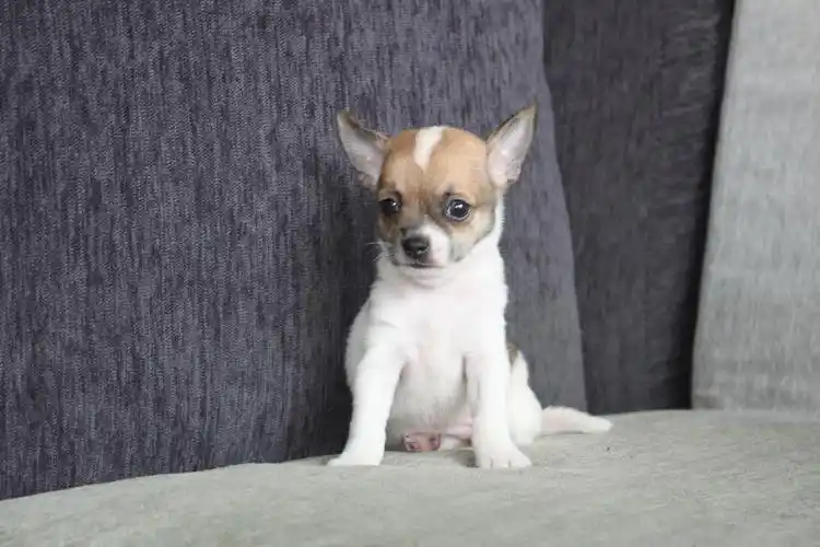 6/4出生 2号迷你短毛吉娃娃红白花妹妹